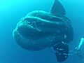 Mola alexandrini (Bump-head Mola).jpg