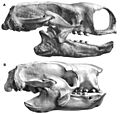 Mylodon and Glossotherium