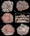 Nanxiong Formation egg clutches