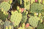 Opuntia phaeacantha var. discata.jpg