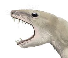 Pachygenelus