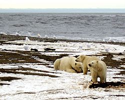 Polarbearsfamily