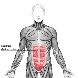 Rectus abdominis.png