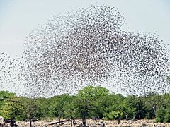 Red-billed quelea flocking at waterhole.jpg