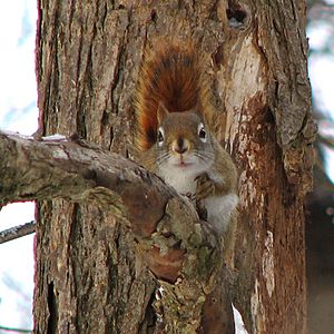 Red squirrel