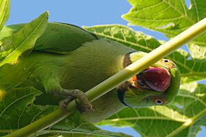 Rose-ringed parakeet on Mauritius