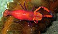 Shrimp on Sea Cucumber