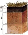 Soil profile