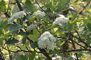 Sorbus leyana.jpg