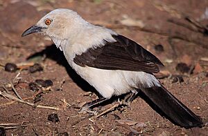 Southern Pied Babbler.jpg