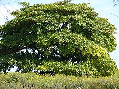 Starr 080604-6222 Terminalia catappa