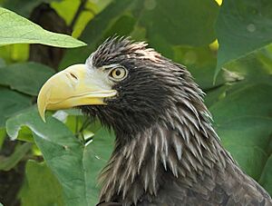 Steller'sSeaEagle