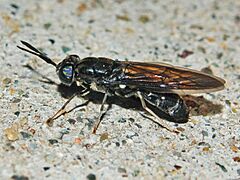 Stratiomyidae - Hermetia illucens