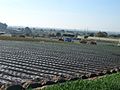 Strawberry Fields near Amaral Road