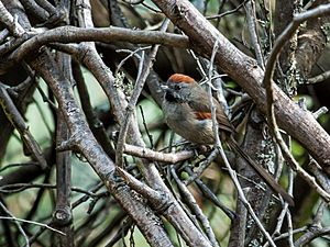 Synallaxis subpudica - Silvery-throated Spinetail.jpg