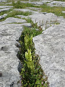 The Burren (2002)