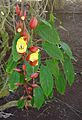 Thunbergia mysorensis dsc03785