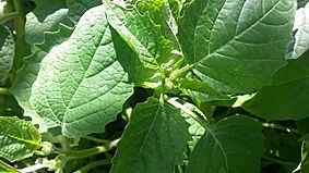 Tomatillo plant