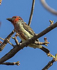 Viellot's Barbet - Gambia