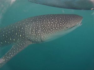 Whale Shark Botubarani Gorontalo