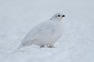 White-tailed Ptarmigan (Lagopus leucura) (19728015794)