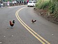 Why did the chicken cross the road?