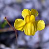 Zigzag bladderwort (Utricularia subulata) (6724857615).jpg