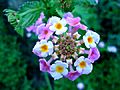 Λαντάνα η Ορθόκλαδη (Lantana Camara)