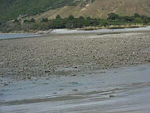 2013 Mokihinui estuary pollution