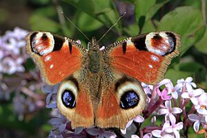 Aglais io (European Peacock butterfly) Cumnor