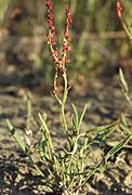 Ahosuolaheinä (Rumex acetosella)