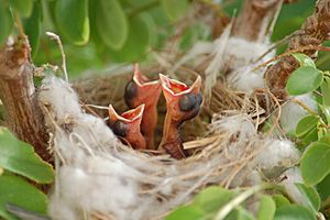 Altricial chicks