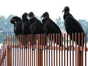 AmericanBlackVultureFlock