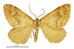 Asaphodes aphelias male.jpg