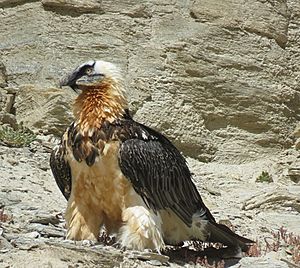 Bearded vulture