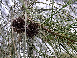 Belah - Botanic Gardens Canberra.JPG