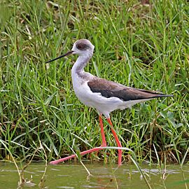 Black-winged stilt (Himantopus himantopus) immature