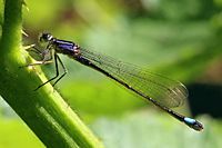 Blue-tailed damselfly (Ischnura elegans)