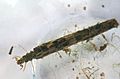 Caddisfly Larva