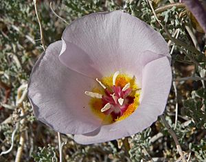 Calochortus flexuosus 1