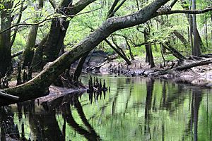 Canoochee River, Georgia