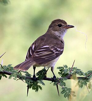 Caribbean Elaenia.jpg