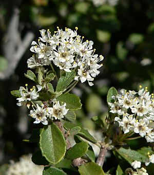 Ceanothus greggii 4