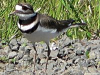 Charadrius vociferus 01362t