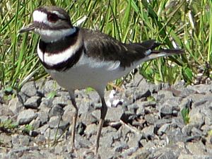 Charadrius vociferus 01362t