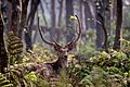 Chital, at Chitwan NP, Nepal