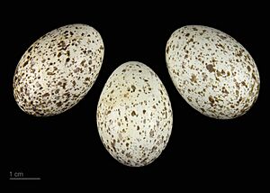 Coloeus dauuricus MHNT.ZOO.2010.11.172.1