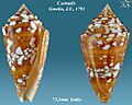 Conus amadis 3