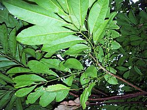 Cupaniopsis foveolata leaves and flowers.jpg