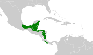 Dendrocincla anabatina map.svg